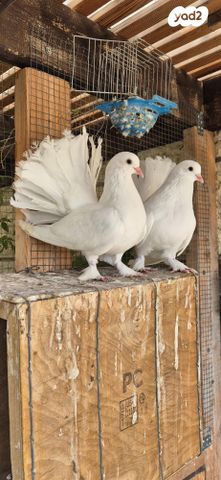 תמונת מודעה - חיות מחמד