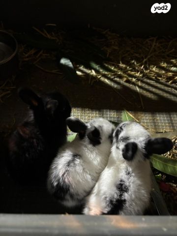 מכרסם ארנב ננסי