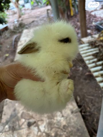 מכרסם ארנב ננסי