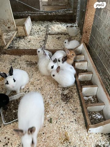 מכרסם ארנב ננסי