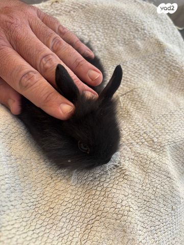 מכרסם ארנב ננסי