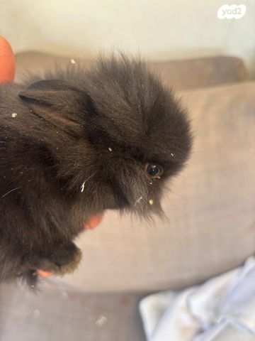 מכרסם ארנב ננסי