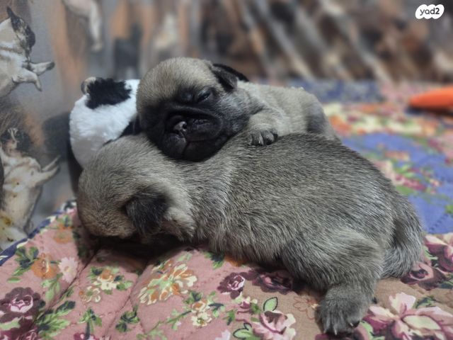 תמונת מודעה - חיות מחמד