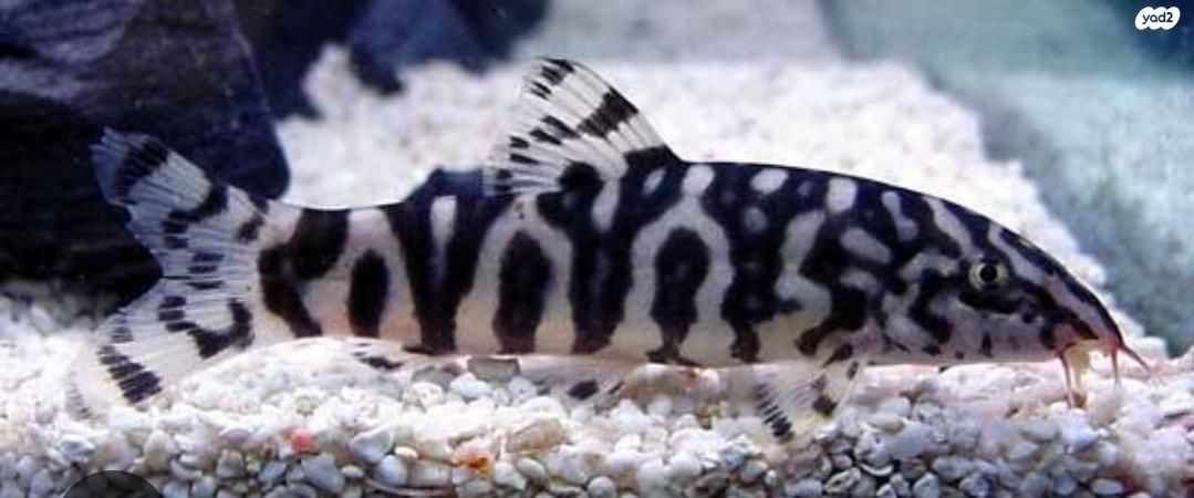 תמונת מודעה - חיות מחמד