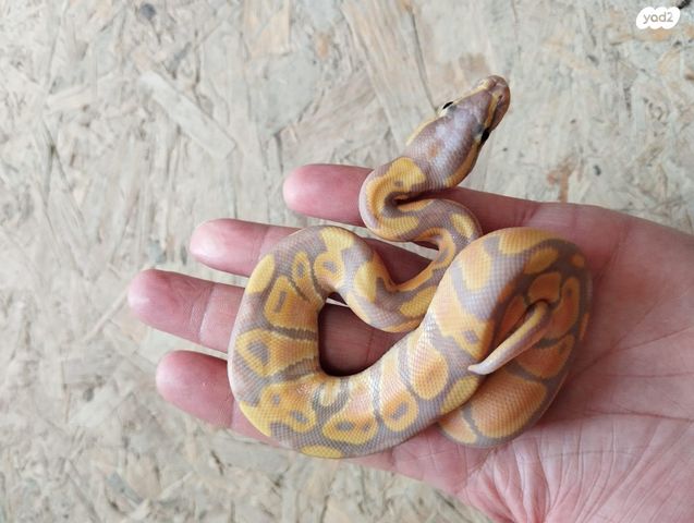 תמונת מודעה - חיות מחמד