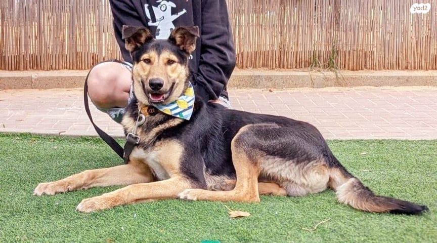 תמונת מודעה - חיות מחמד