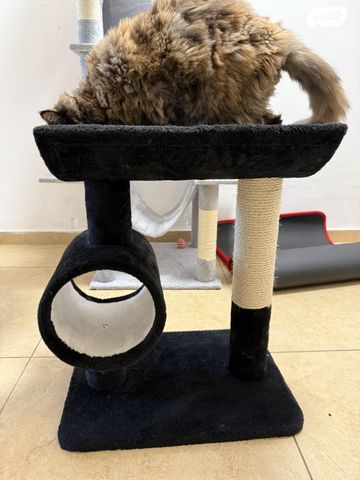 תמונת מודעה - חיות מחמד