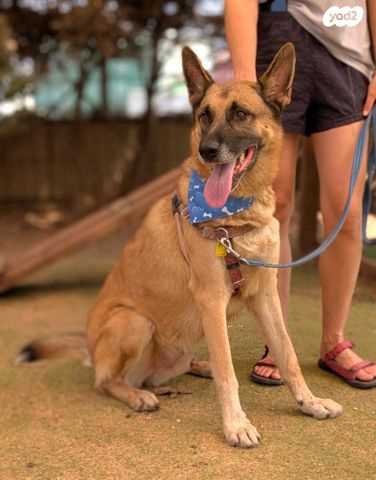 תמונת מודעה - חיות מחמד