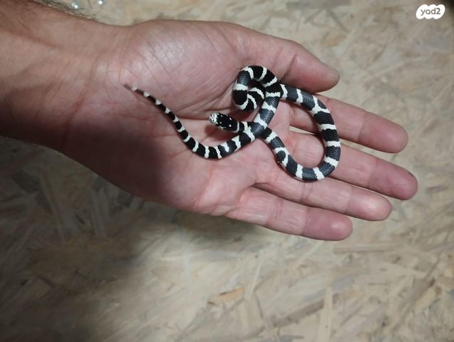 זוחל קינג סנייק