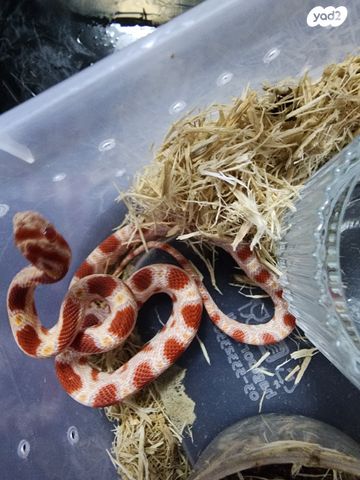 זוחל כרכן תירס