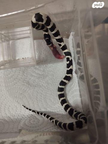 זוחל קינג סנייק