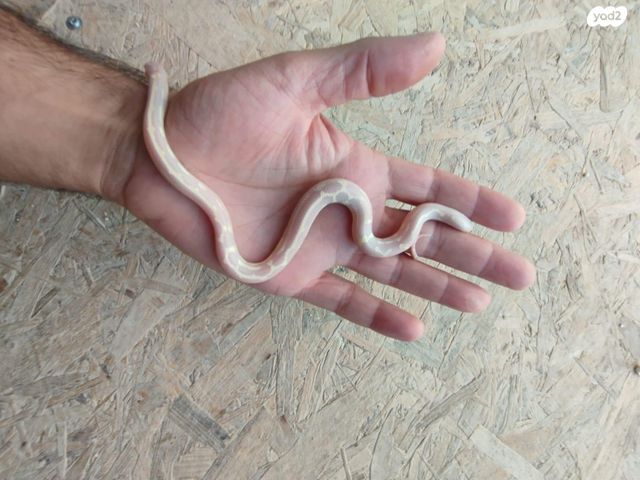 זוחל קינג סנייק