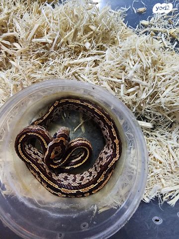 זוחל כרכן תירס