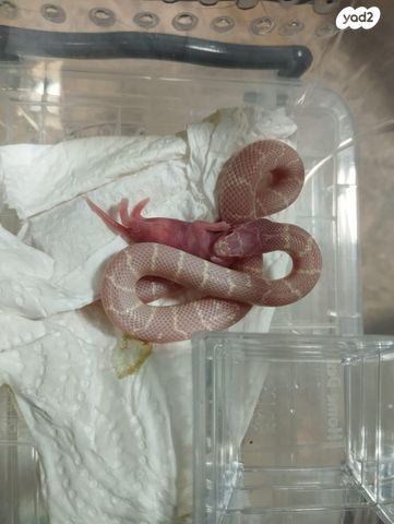 זוחל קינג סנייק