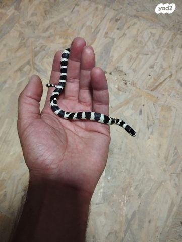 זוחל קינג סנייק