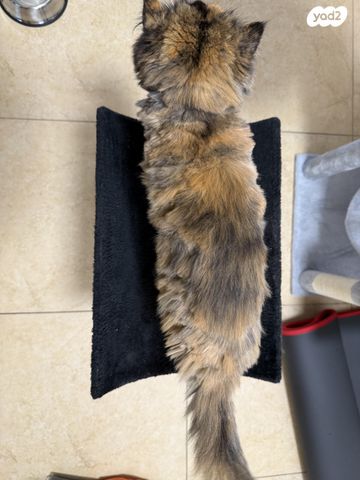 אביזרים | משחקים וצעצועים