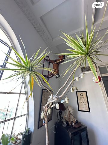 דירה, קלישר, לב תל אביב, לב העיר צפון, תל אביב יפו