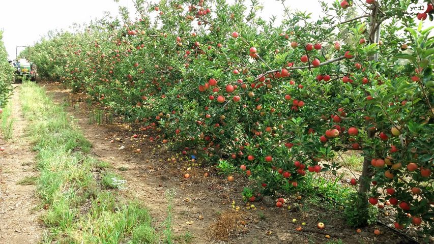 משק חקלאי/ נחלה, שעל