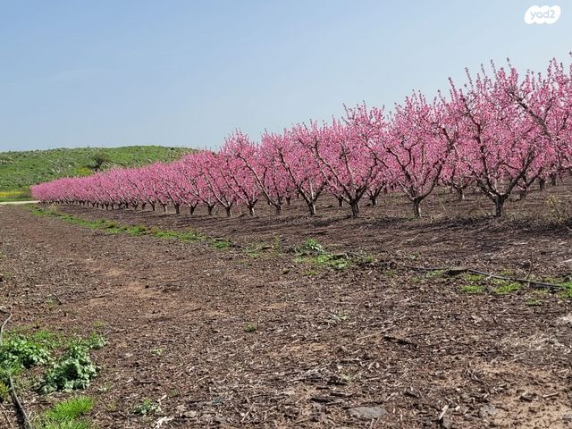 משק חקלאי/ נחלה, שעל