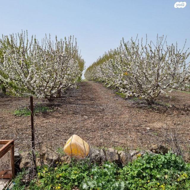 משק חקלאי/ נחלה, שעל