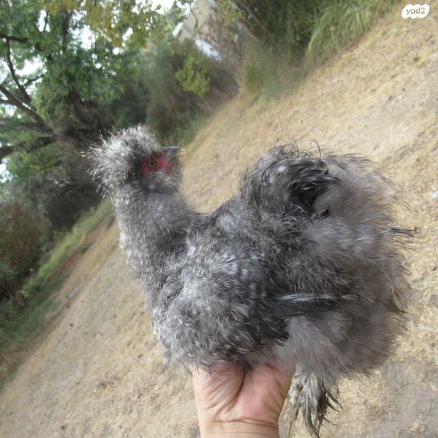 חיית משק פולני