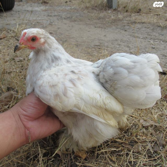 חיית משק פקין