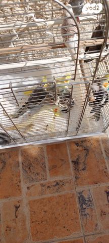 תמונת מודעה - חיות מחמד