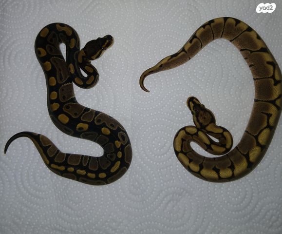 תמונת מודעה - חיות מחמד