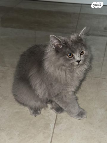 תמונת מודעה - חיות מחמד