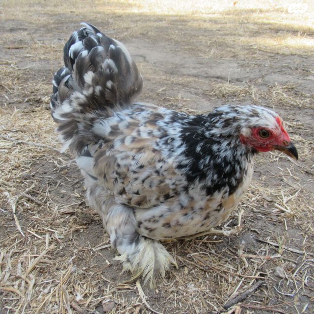 תמונת מודעה - חיות מחמד