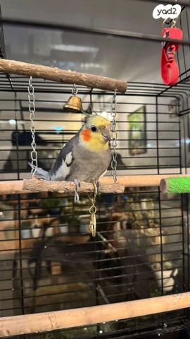 תמונת מודעה - חיות מחמד