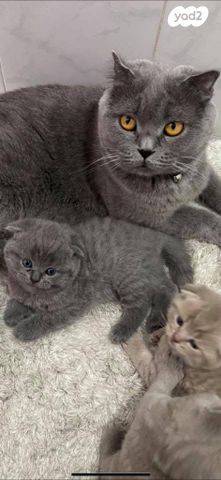 תמונת מודעה - חיות מחמד