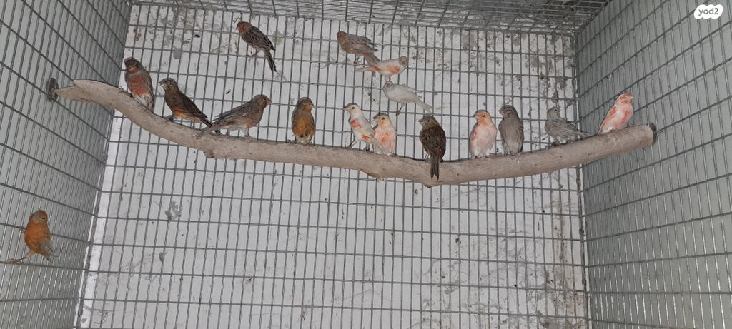 תמונת מודעה - חיות מחמד