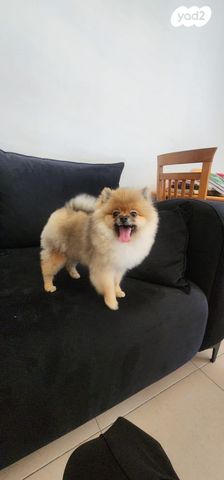 תמונת מודעה - חיות מחמד