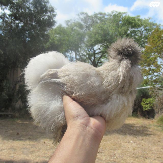 תמונת מודעה - חיות מחמד