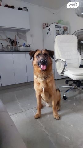 תמונת מודעה - חיות מחמד