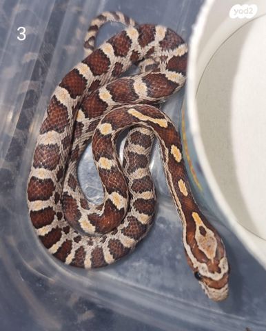 תמונת מודעה - חיות מחמד