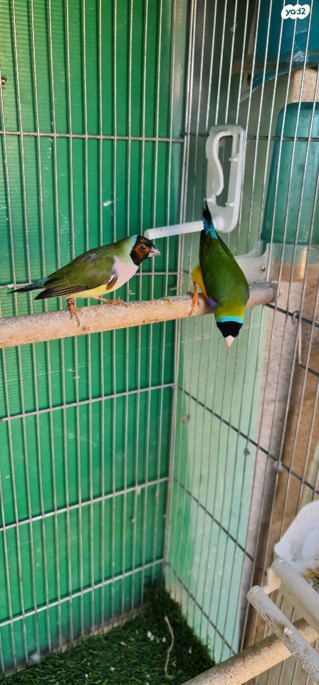 תמונת מודעה - חיות מחמד