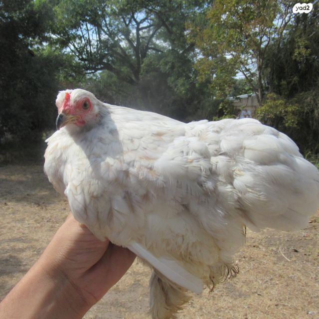 חיית משק פקין