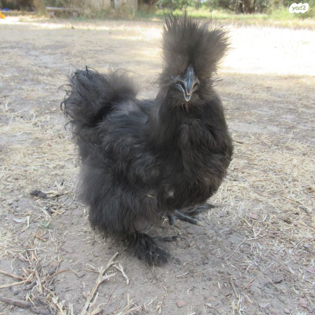 חיית משק פולני