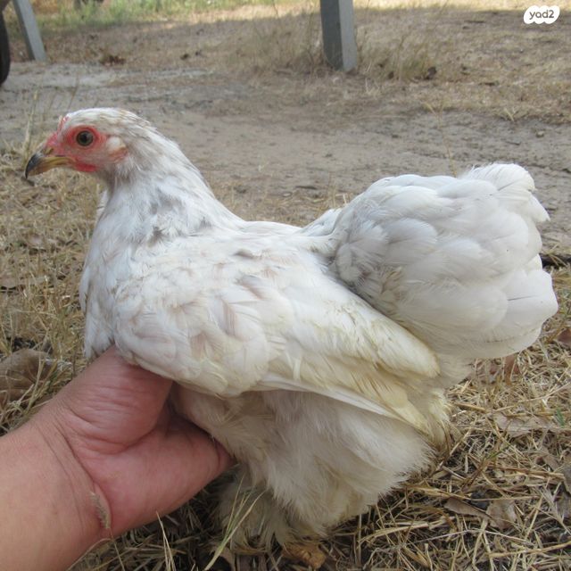 חיית משק פקין