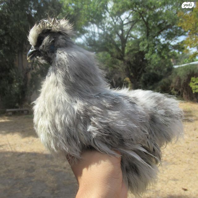 חיית משק פולני