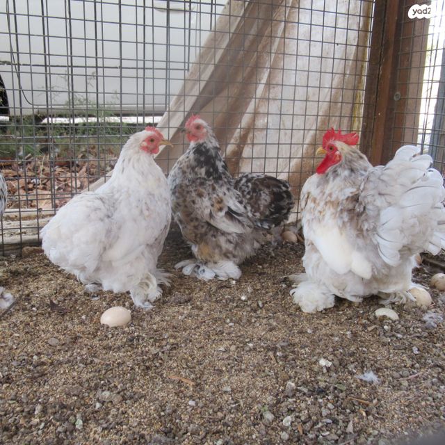 חיית משק פקין