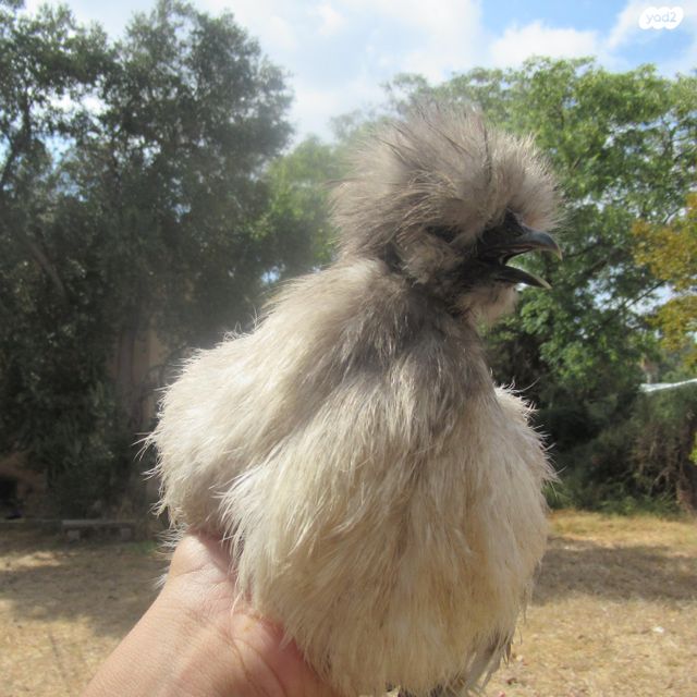 חיית משק פולני