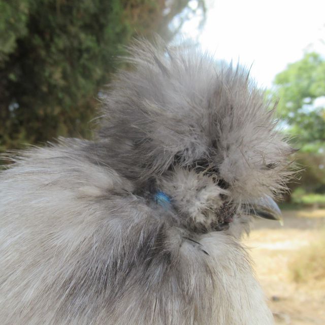 חיית משק פולני