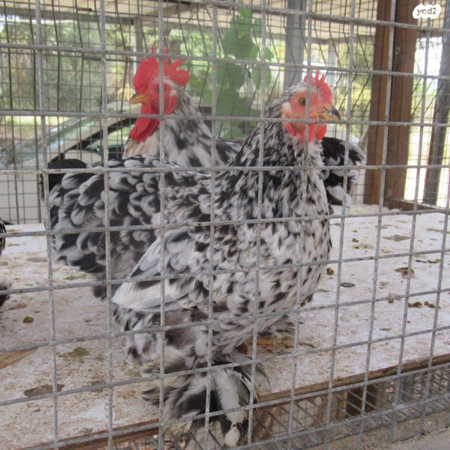 חיית משק פקין