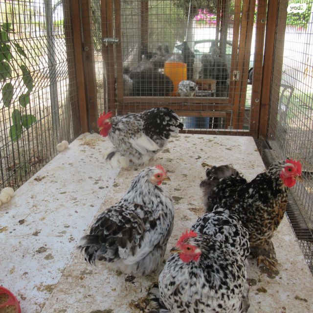 חיית משק פקין