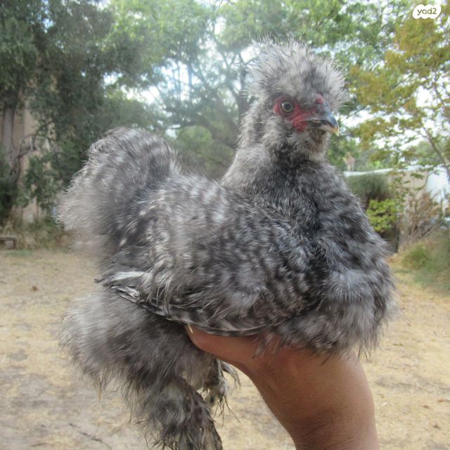 חיית משק פולני