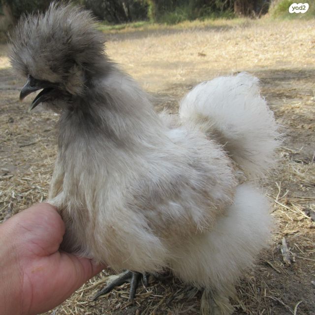 חיית משק פולני