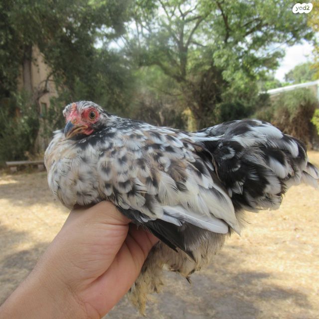 חיית משק פקין